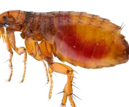 Skipwith Pest Control