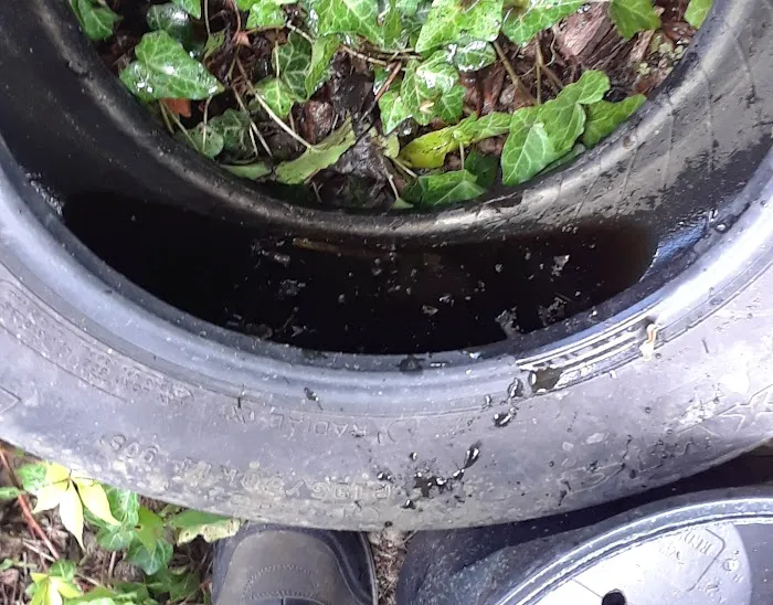 Capitol mosquito of Calvert county Picture 6
