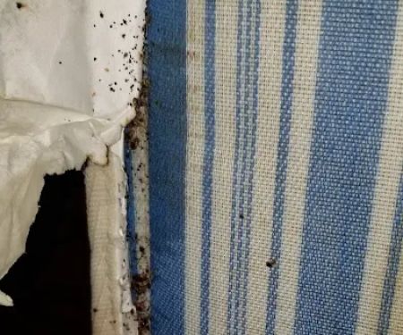 First Gen Pest Solutions LLC