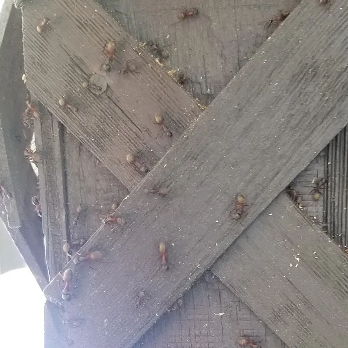 First Gen Pest Solutions LLC Picture 6