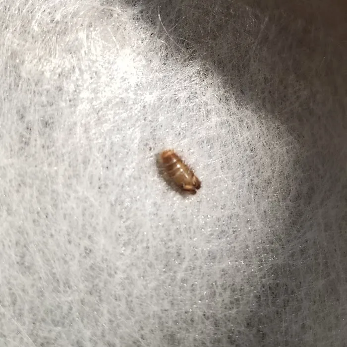 First Gen Pest Solutions LLC Picture 8