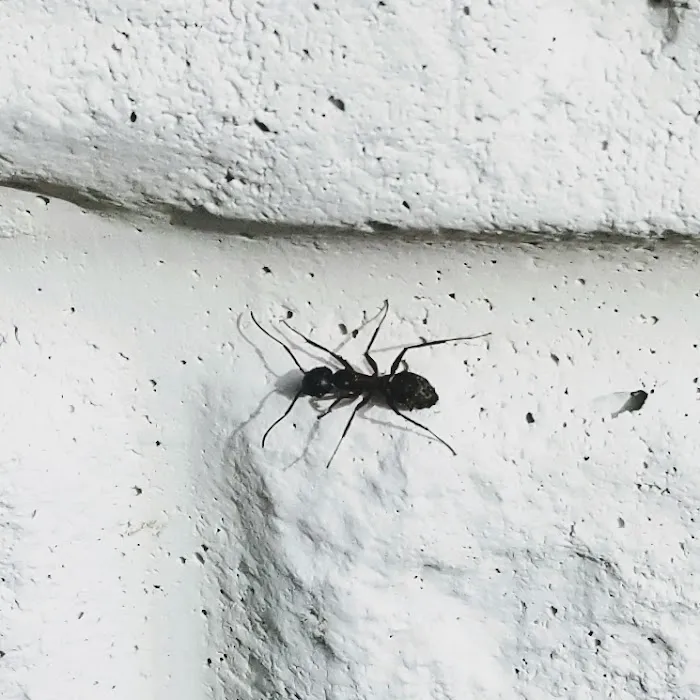 First Gen Pest Solutions LLC Picture 7