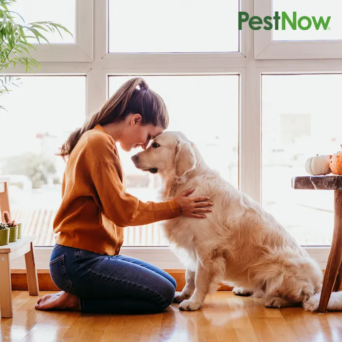 PestNow Picture 6