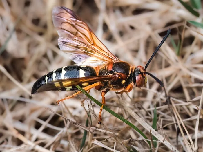 PestNow Picture 1