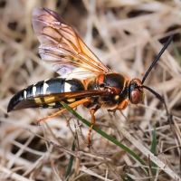 PestNow ico