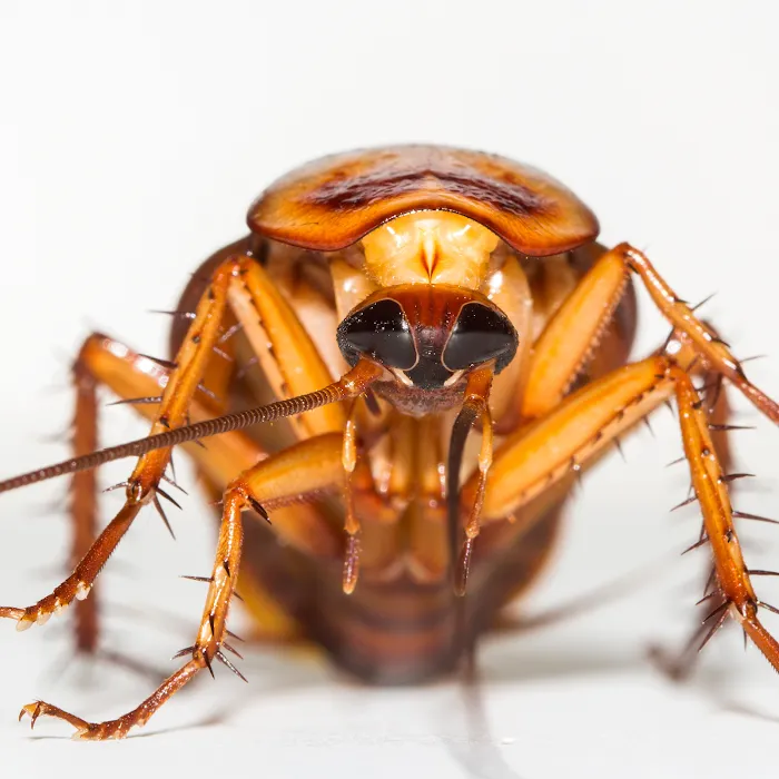 PestNow Picture 8