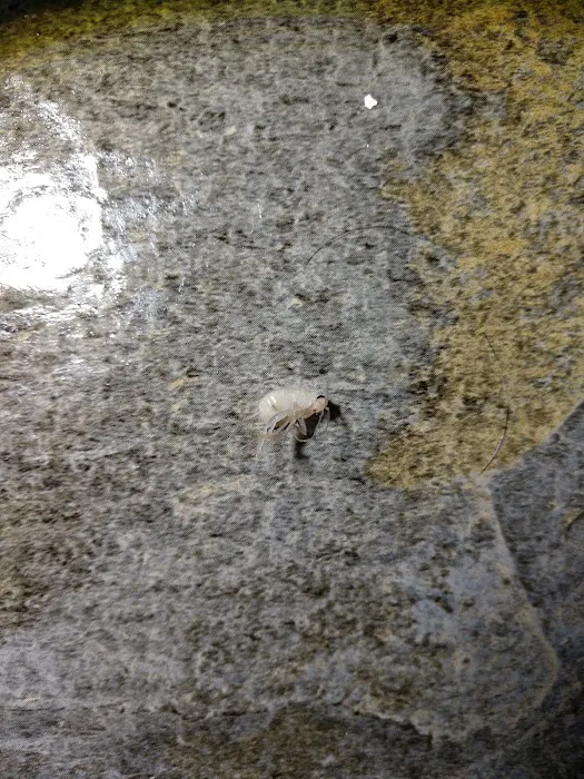 Alleviation Pest Control Picture 5