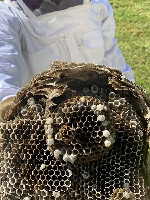 Alleviation Pest Control Picture 10