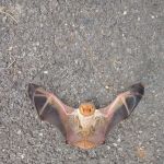 Alleviation Pest Control