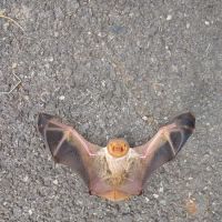 Alleviation Pest Control ico
