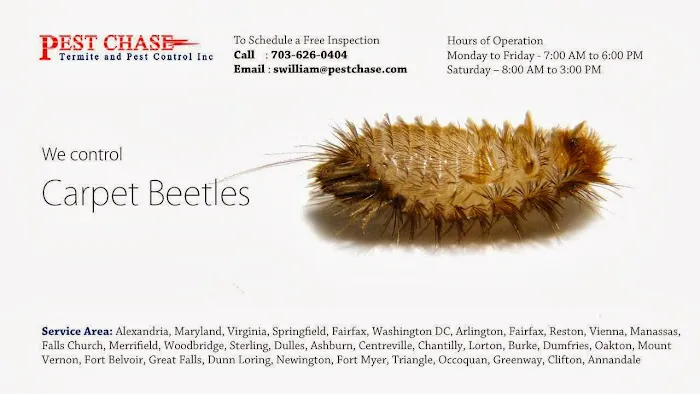 Pest Chase Termite and Pest Control Inc. Picture 2