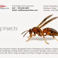 Pest Chase Termite and Pest Control Inc. ico