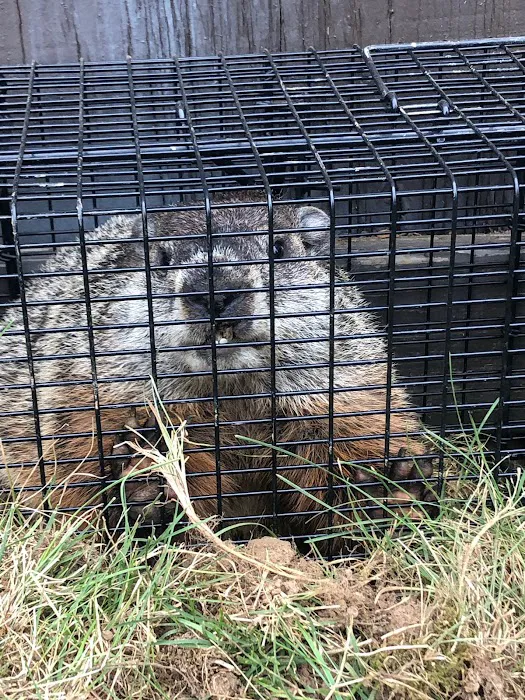 Maryland Wildlife Solutions Picture 3