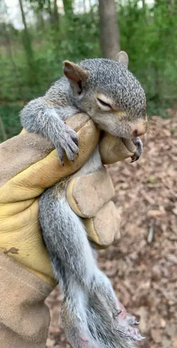Maryland Wildlife Solutions Picture 9