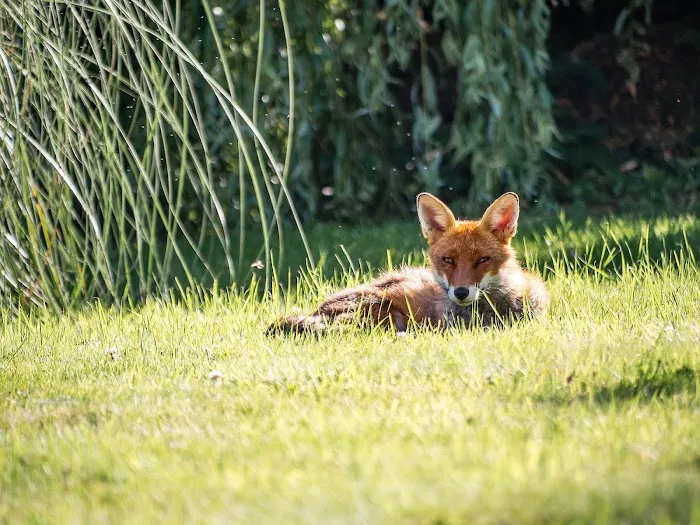 Maryland Wildlife Solutions Picture 6