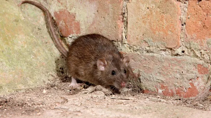 Amherst Exterminators Picture 3