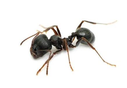 Amherst Exterminators Picture 2