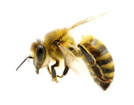 Amherst Exterminators Picture 1