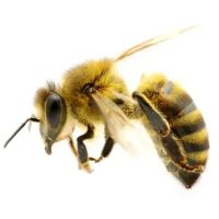 Amherst Exterminators ico