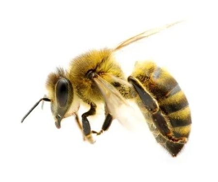 Amherst Exterminators