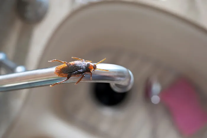 Amherst Exterminators Picture 10