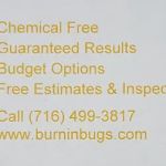 Burnin' Bugs