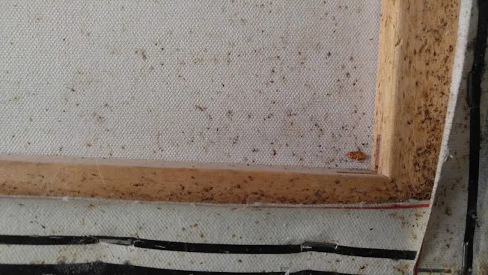 Burnin' Bugs Picture 7
