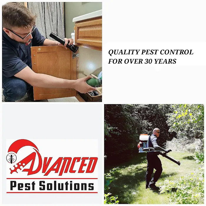 Advanced Pest Solutions Picture 9