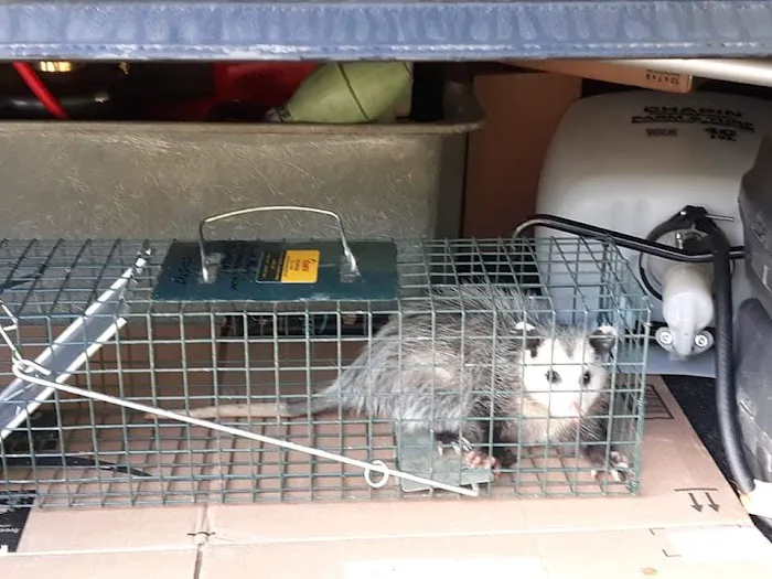 Advanced Pest Solutions Picture 6