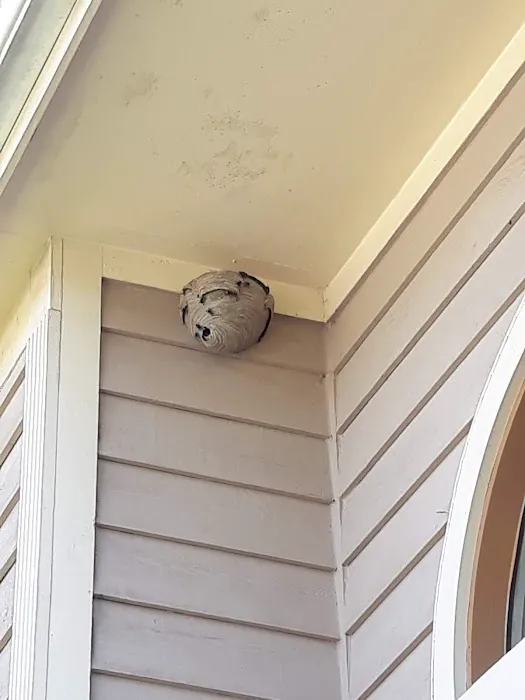 Q Pest Control Inc Picture 1