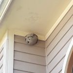 Q Pest Control Inc