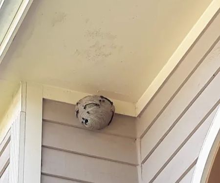 Q Pest Control Inc