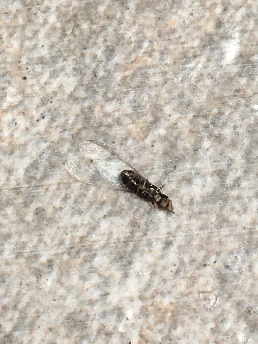 Environmental Pest Control Picture 3