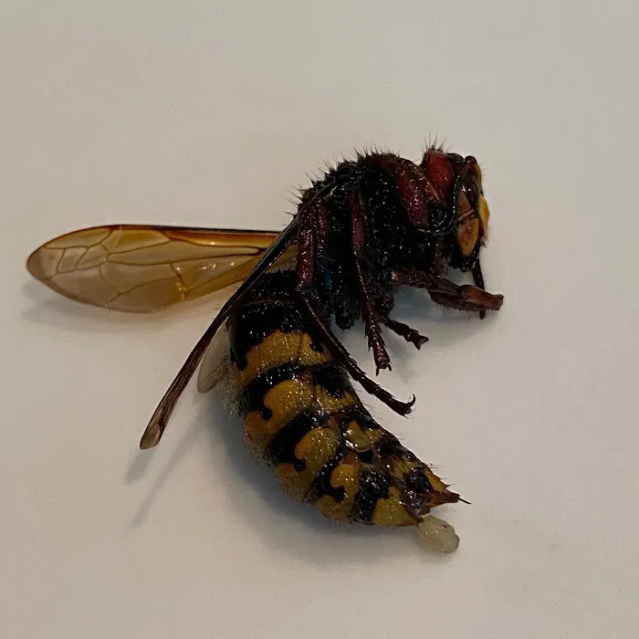 Home Advantage Pest Picture 10