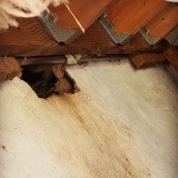 Home Advantage Pest ico