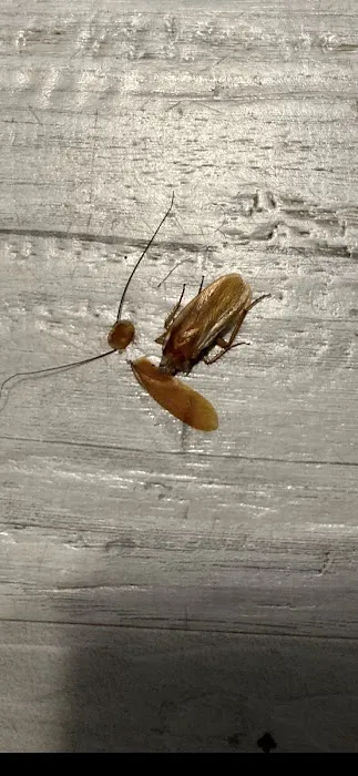 Home Advantage Pest Picture 4
