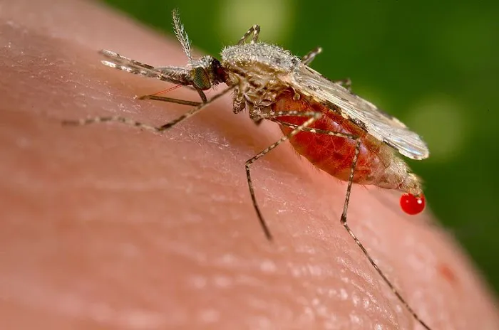 Mosquito Authority of Baltimore Picture 5
