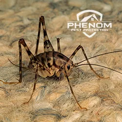 Phenom Pest Protection Picture 2