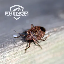 Phenom Pest Protection Picture 5