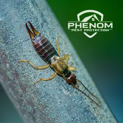 Phenom Pest Protection Picture 10