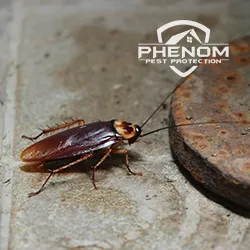 Phenom Pest Protection Picture 6
