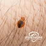 Phenom Pest Protection