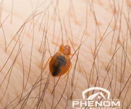 Phenom Pest Protection