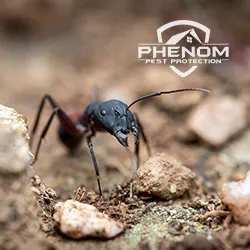 Phenom Pest Protection Picture 3