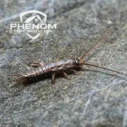 Phenom Pest Protection Picture 4
