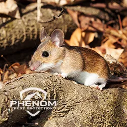 Phenom Pest Protection Picture 7