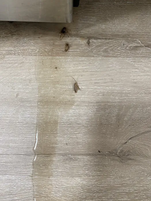 ASAP Pest Control Picture 1