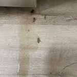 ASAP Pest Control