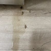 ASAP Pest Control ico