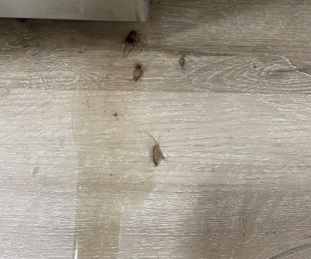 ASAP Pest Control